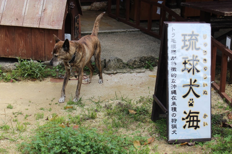 琉球犬 류큐이누 네이버 블로그 琉球犬 류큐이누 네이버 블로그