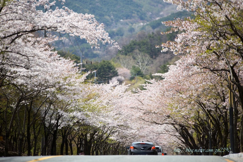 Lễ hội hoa anh đào trên núi Palgongsan