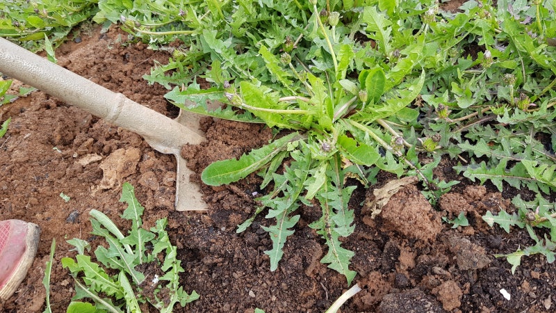 토종 흰 민들레 재배 모종 잘 자라고 4