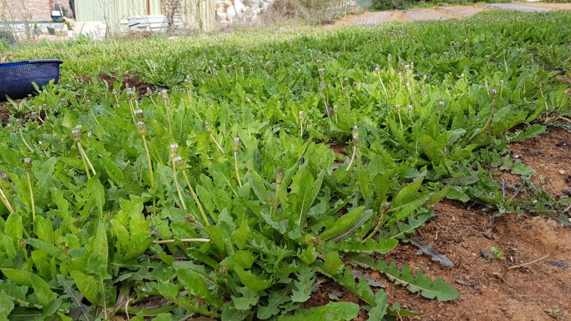 토종 흰 민들레 재배 모종 잘 자라고 5