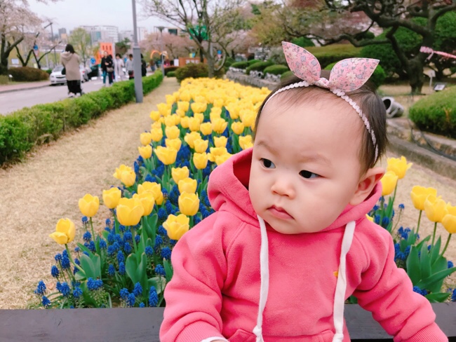  생후 313일 벚꽃은 없고 하린이꽃/수원경기도청벚꽃축제13일~15일