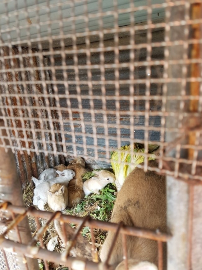  토끼