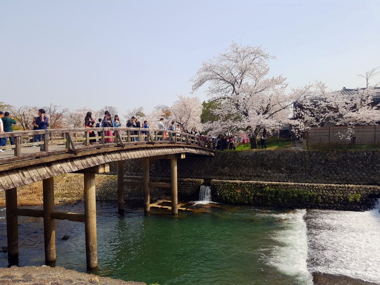 교토 여행 벚꽃 명소 아라시야마공원(嵐山公園)