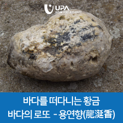  바다를 떠다니는 황금 - 바다의 로또 용연향(龍涎香)