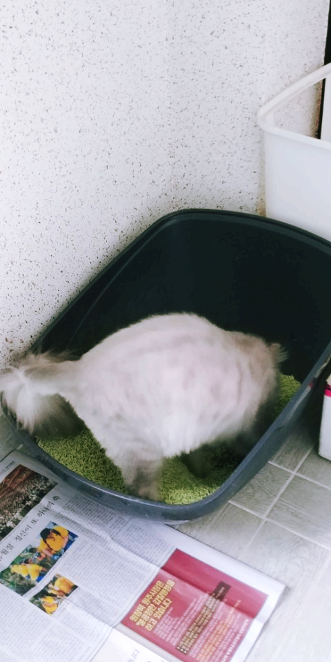 두부모래 적응기 : 두부랑캣츠 가는입자, 두부랑친구 두부모래 적응기 : 두부랑캣츠 가는입자, 두부랑친구