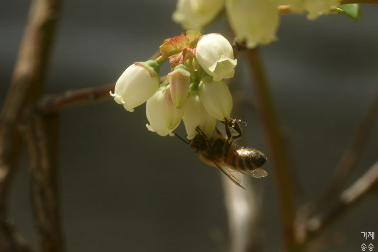 거제 학동에서 블루베리꽃에 앉은 꿀벌 - 거제송송