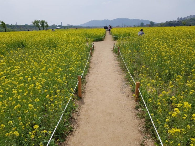 대구 여행 : 대구 가 볼만한 곳 / 금호강 하중도 유채꽃 단지 개방/ (4월 7일 ~5월 7일) / 나들이하기 좋아요~^^ 봄꽃여행