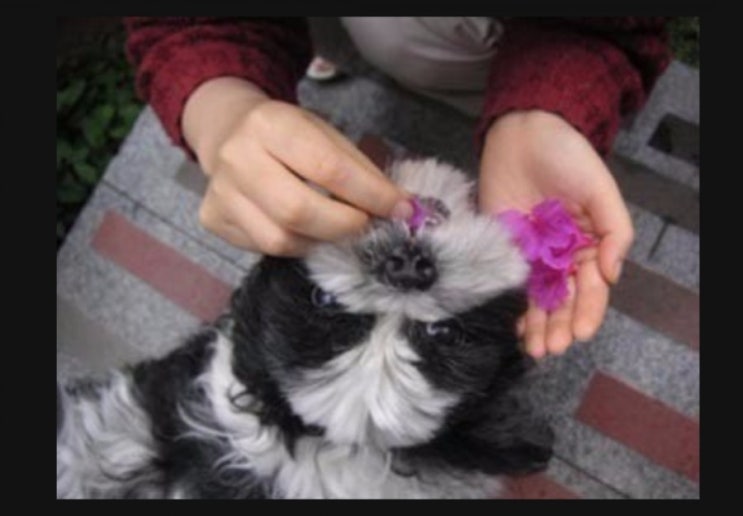  개 풀 뜯어먹는 소리