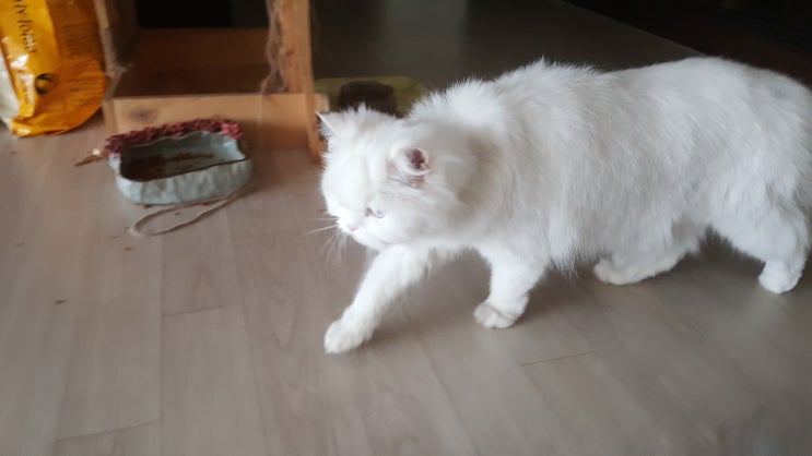  우리집 귀염둥이 고양이 모자