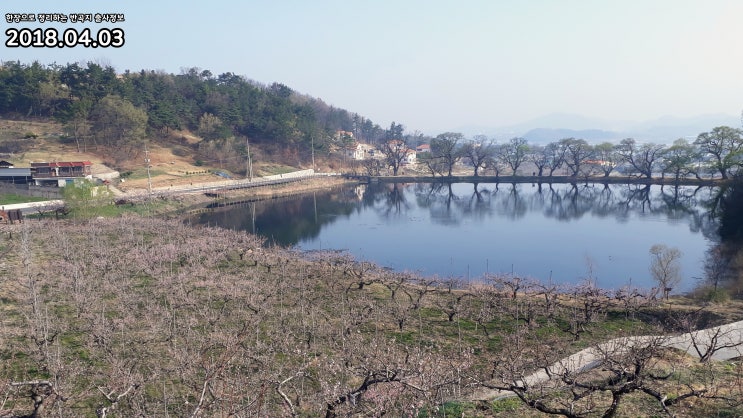  조이컴, 봄에 사진찍기 좋은 경북경산반곡지의 복사꽃과 왕버들을 기록하다.(부제 : 한장으로 정리하는 출사정보)