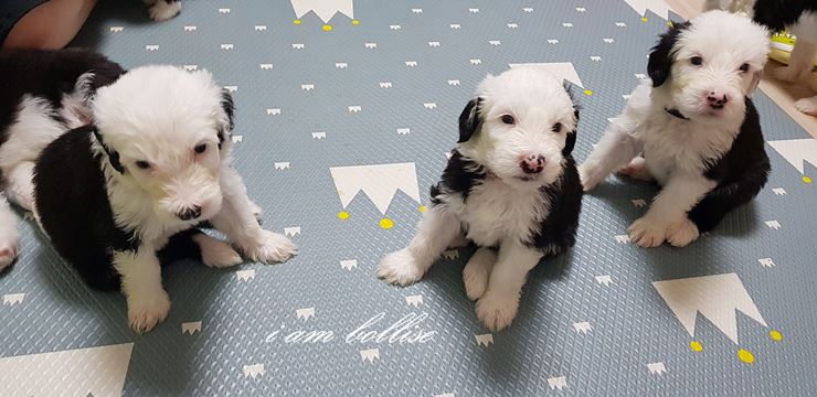  올드 잉글리쉬 쉽독-별이의 꼬물이들