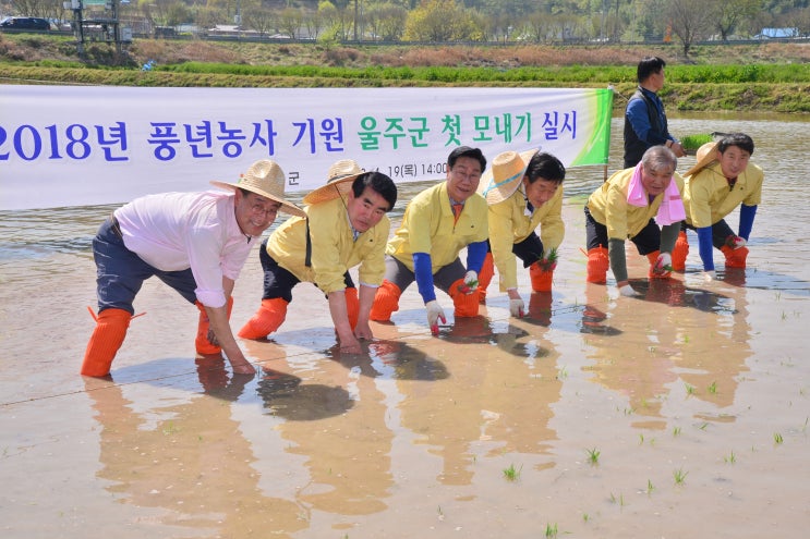 신장열 울주군수, 청량읍 개곡리 임주완 씨 논에서 풍년농사 기원 '올해 첫 모내기'