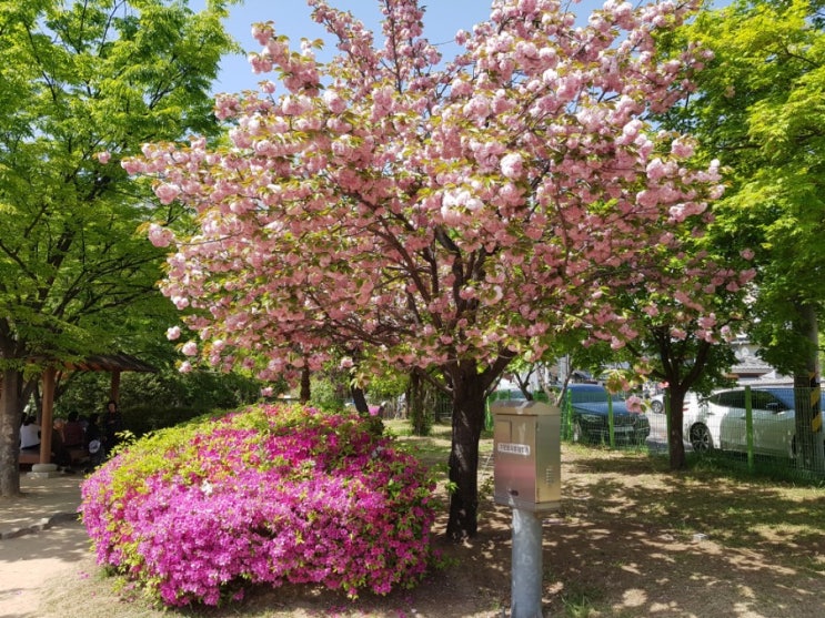 대구 봄꽃 여행 / 월곡 역사공원 / 겹벚꽃 / 만개한 진분홍 겹벚꽃 넘 이쁘네요~^^ 대구 봄꽃 여행 / 월곡 역사공원 / 겹벚꽃 / 만개한 진분홍 겹벚꽃 넘 이쁘네요~^^