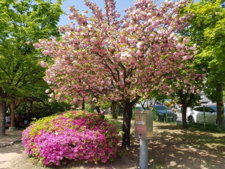 대구 봄꽃 여행 / 월곡 역사공원 / 겹벚꽃 / 만개한 진분홍 겹벚꽃 넘 이쁘네요~^^