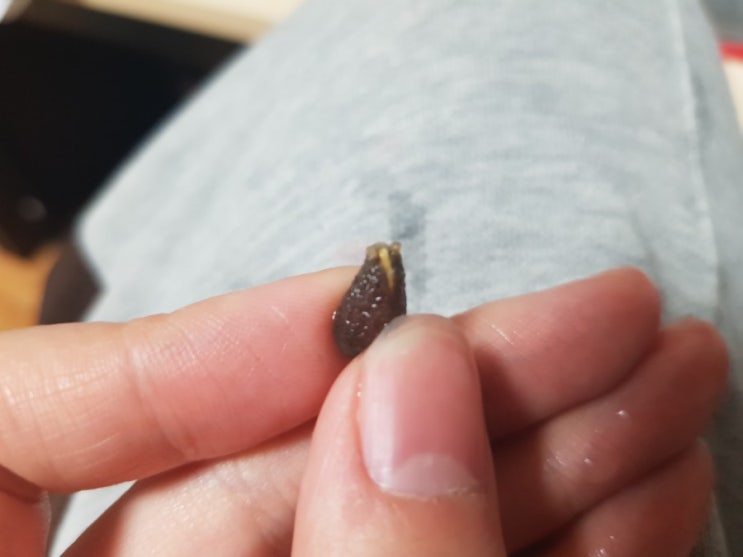 뾰록하는 싹이 보인다./20180419