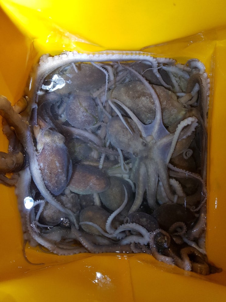  시방 낙지 26마리!!해루질 신기록 경신!~ 올해는 풍년이로구나~~~ㅋㅋ