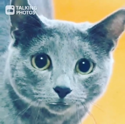  310일차 러시안블루고양이 -talking photos 말하는 고양이 어플