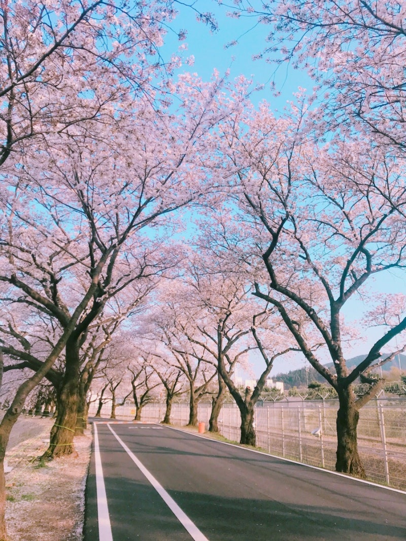 벚꽃놀이 :: 경주 풍산금속 벚꽃터널 : 네이버 블로그