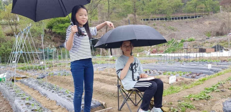  상반기 모종심기 진행 중 (4/22)