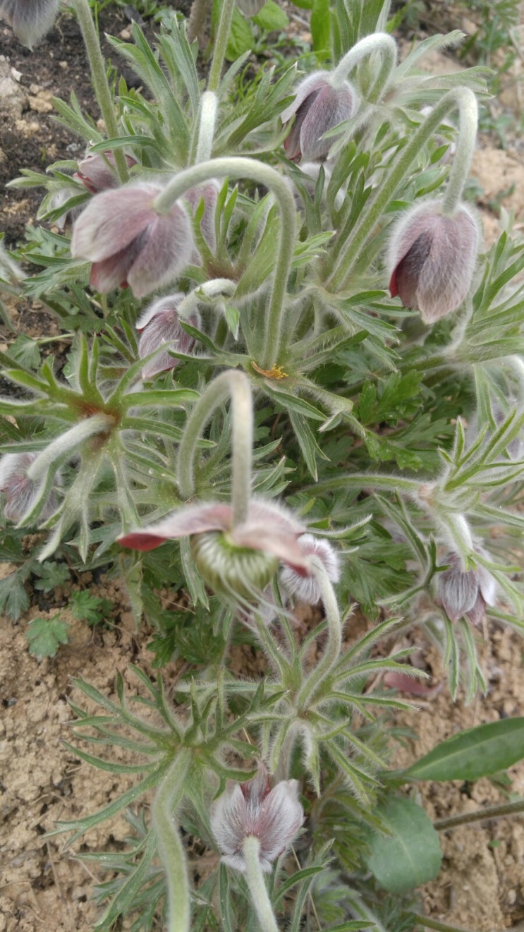 요즘 산골에 피는 야생화
