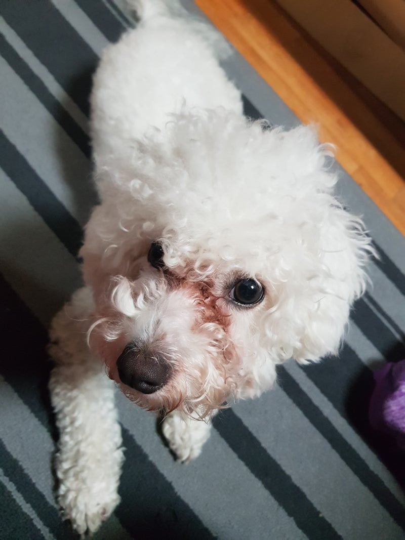 강아지눈물 벨벳 마이뷰옵틱(눈영양제)