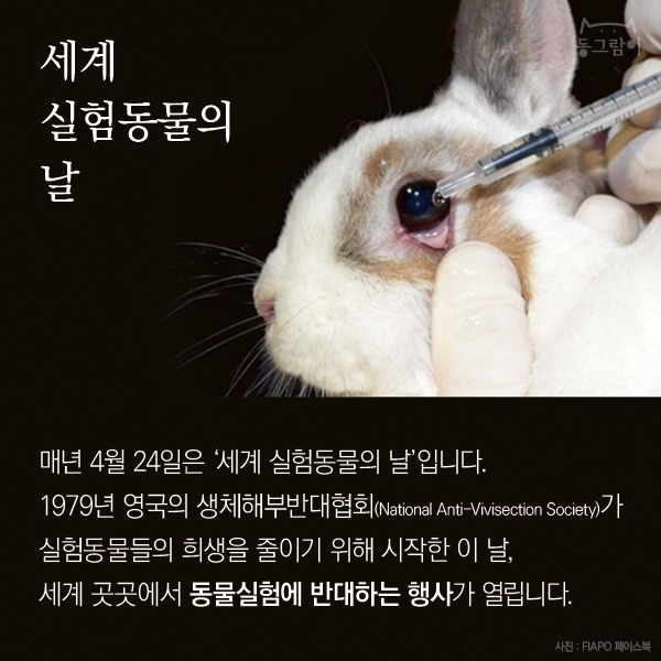카드뉴스] 끝나지 않는 실험동물의 고통 : 네이버 블로그