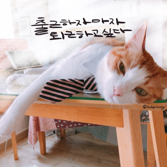  [디지털캘리] 월요병
