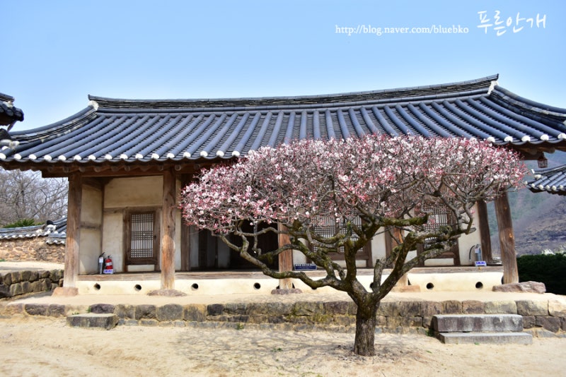 안동 병산서원, 배롱나무꽃 대신 매화와 살구꽃(안동 가볼만한곳)