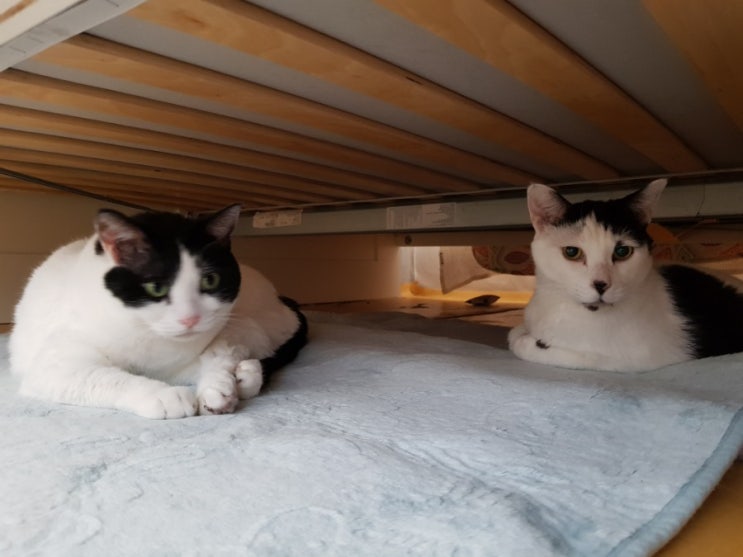 4월 고양이 열 마리