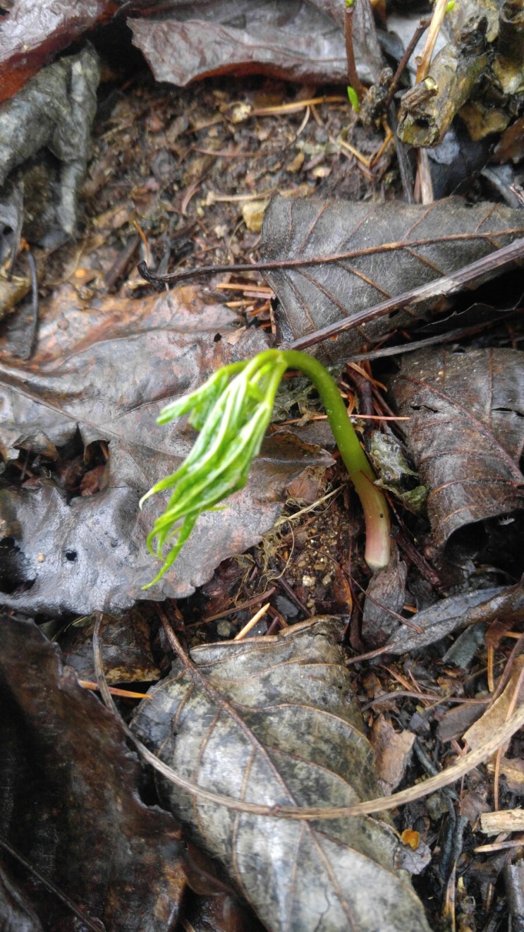 산삼싹이 나옵니다.