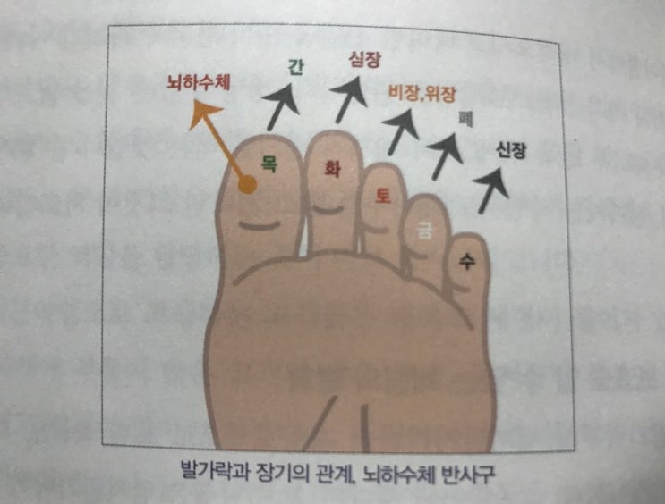  고객의 마음을 울리는 상담 Tool! 이젠 발로 한다. (코몽드, 한국발건강협회 백오현회장님의 발건강 족상을 이용한 홀리스틱케어)