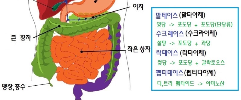영양소의 소화과정 소화액(소화효소) 정리해서 기억하기 : 네이버 블로그