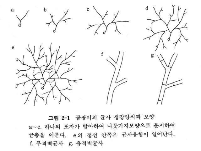  진균 서론