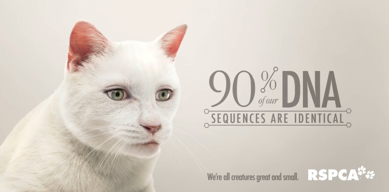 동물 학대 포스터 아이디어