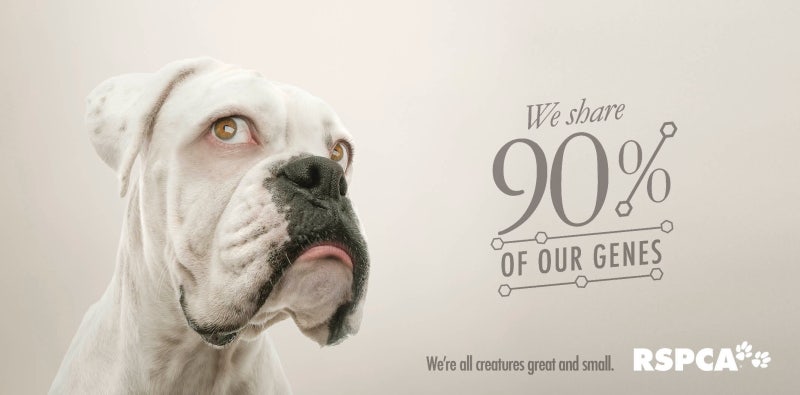 동물 학대 포스터 아이디어