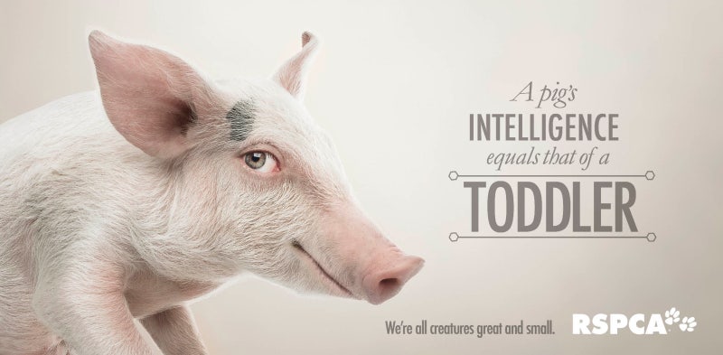 동물 학대 포스터 아이디어