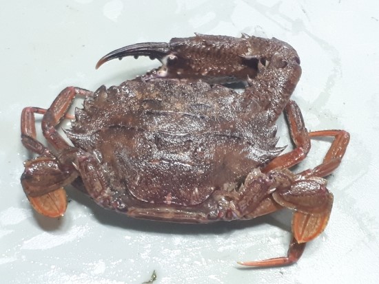  민꽃게(박하지, 돌게)