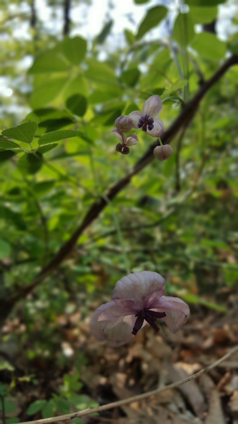 으름꽃, 으름덩굴 꽃(암꽃과 수꽃), 잎, 꽃말은 재능 : 네이버 블로그