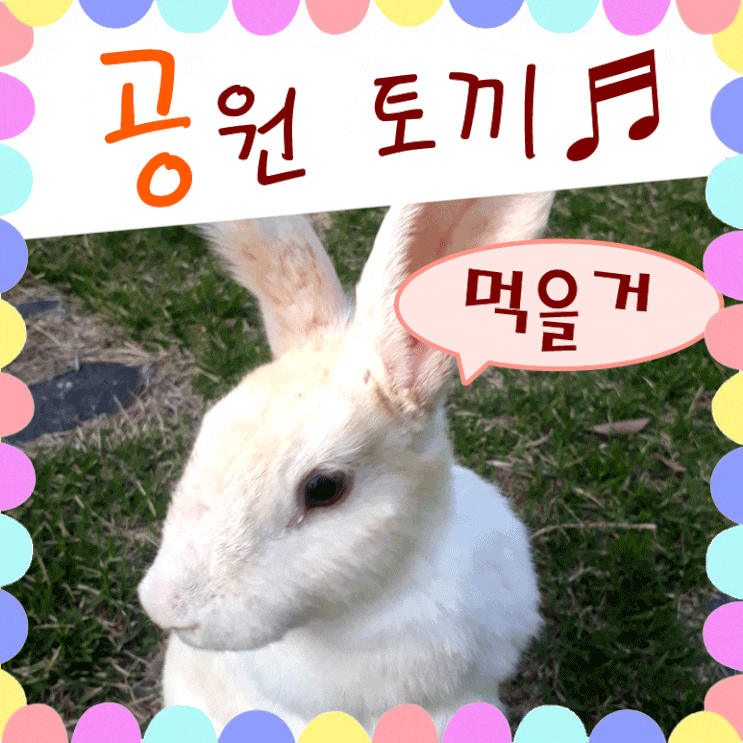  흔한 야생 토끼랑 놀기