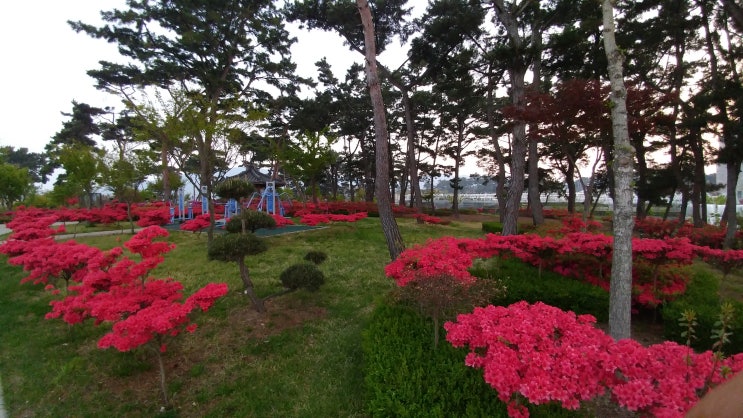  서산여행 강추 서산쉼이있는정원 봄꽃 환상적