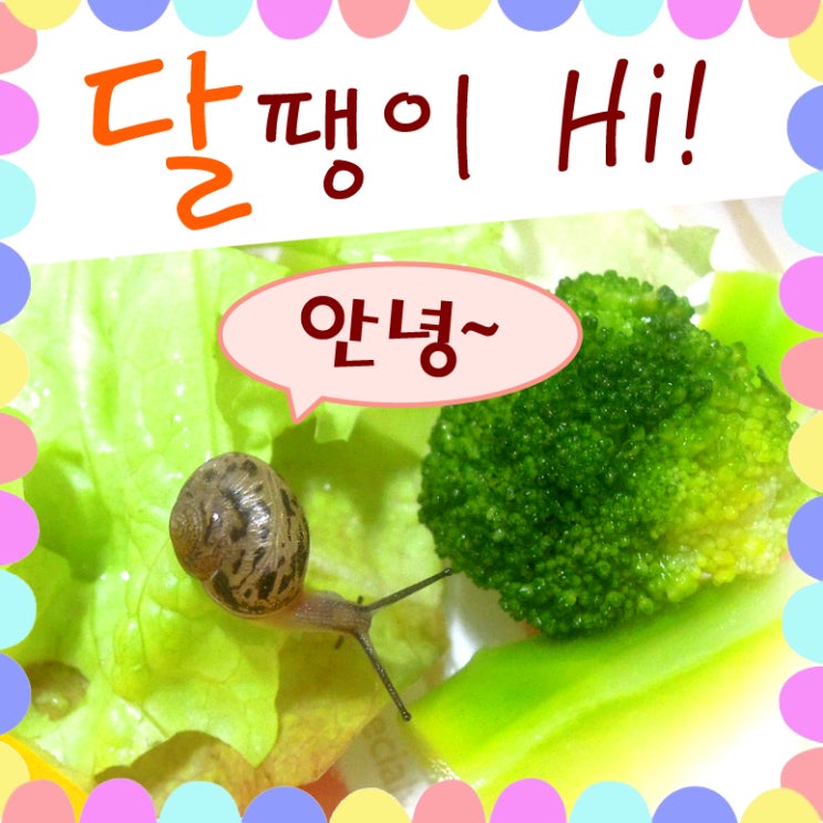  달팽이 키우기 / 명주달팽이 안녕!
