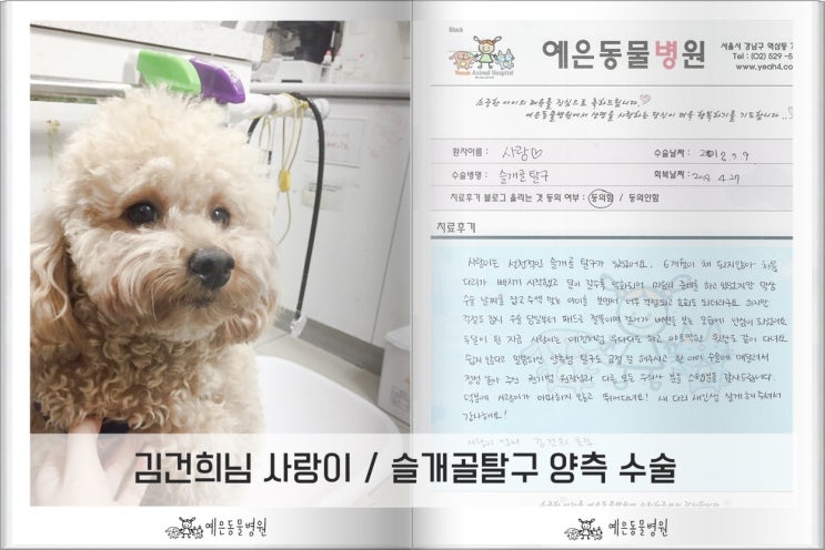  강아지 슬개골 / 김건희님의 사랑이