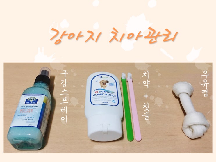  강아지 치아관리_치석관리