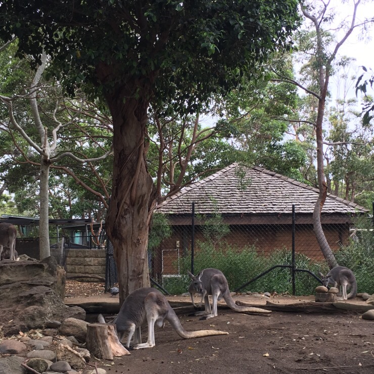 + 시드니 여행 &lt;타롱가주, Taronga zoo&gt;