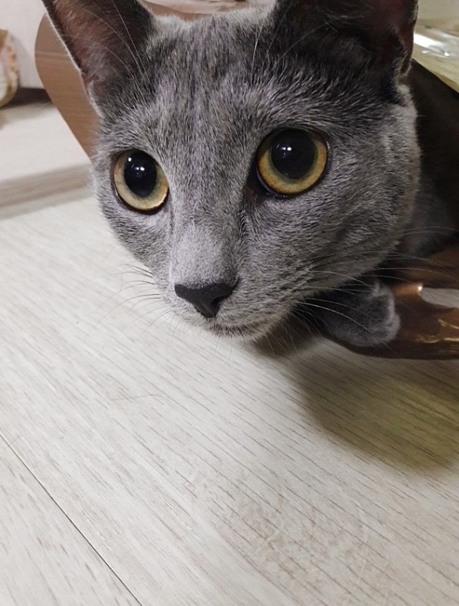  322일차 러시안블루 고양이- '글로리'의 봉지사랑