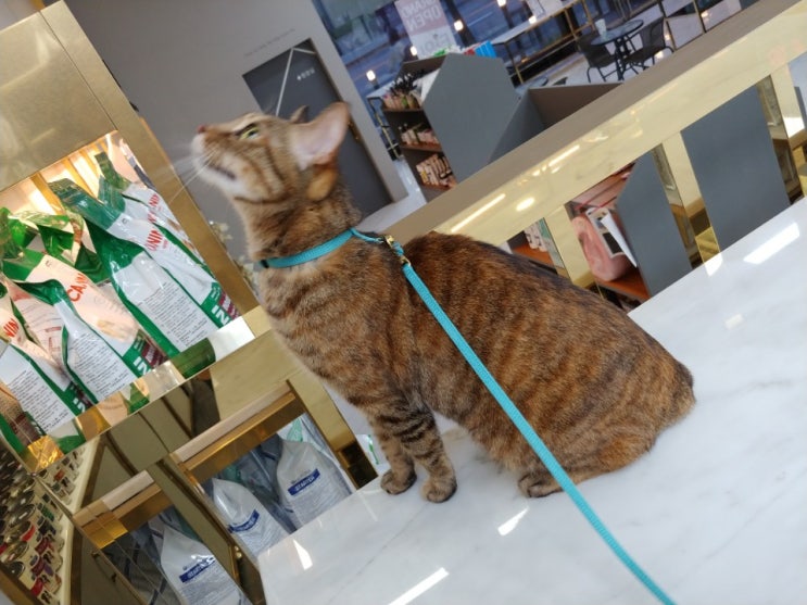  대전 24시타임동물메디컬센터 두번째 방문기 [고양이 치아 부러짐/고양이 이 부러짐/치아 흡수성 병변/치과 엑스레이]