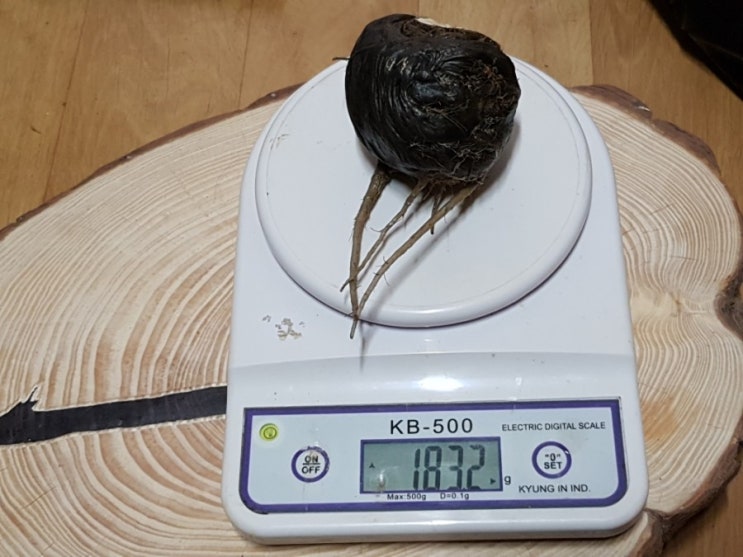 사부님과 500g