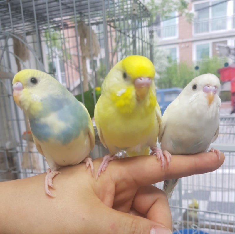 귀엽고 영리한 사랑앵무 앵무새 분양 : 네이버 블로그