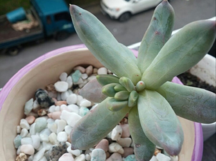  처음 내게로 온 그리니 다육