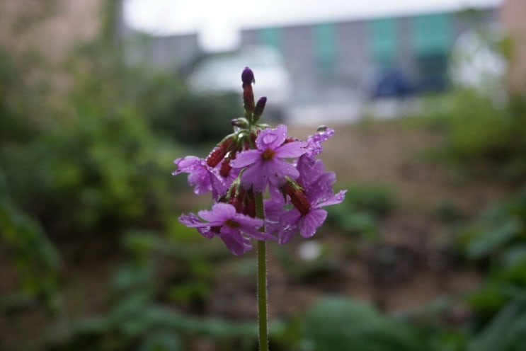 비에 젖은 DMZ자생식물원의 꽃들